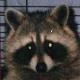 Benutzerbild von Racoon