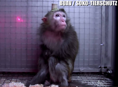 Im Namen der Wissenschaft: Quälende Tierversuche mit Affen in Deutschland